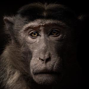 Animal Rights: the Debate by Martyn Ford & David Thomas