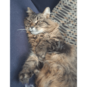 Sabrina Carpenter Mashup by Maddie Greenough