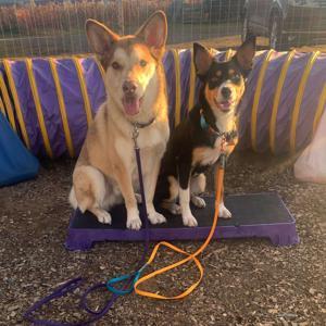 Before The Q by Rose Cybulski