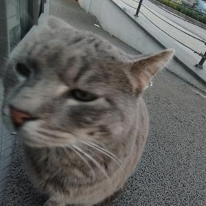 pesimistiyiadam by Shackleton