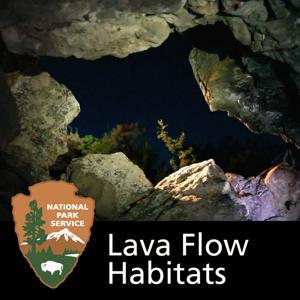 Lava Flow Habitats: The Wildlife and Geology of Craters of the Moon National Park by 