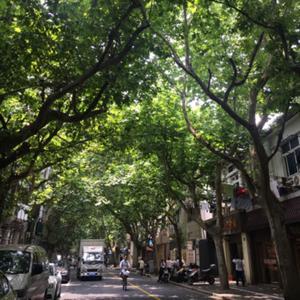 《繁花》过后 上海忆梦 by Anne