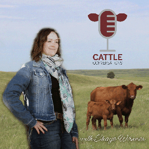 Cattle Conversations by casualcattleconversations