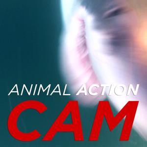 Animal Action Cam (HD) by Earth Touch