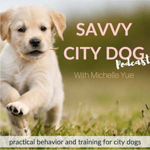Dog  Puppy Training | Savvy City Dog by Michelle Yue
