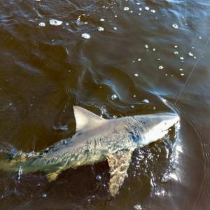 North Florida Fishing and Outdoors by Mike Robo