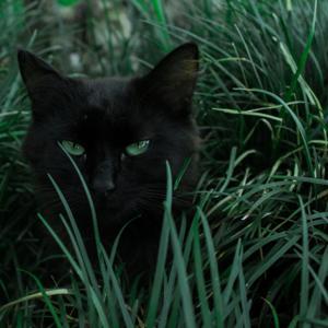 Warrior Cats and more! by Arwen