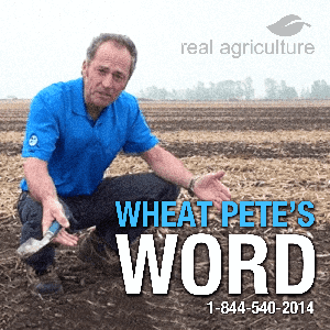 Wheat Pete's Word – RealAgriculture by RealAgriculture
