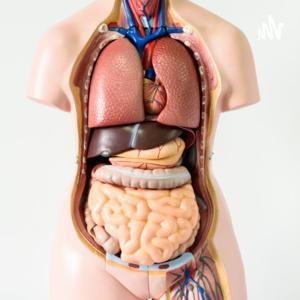 5 Interesting Facts on Human Body by Loh Jun Yang