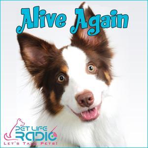 Alive Again - Pet Reincarnation on Pet Life Radio by Pet Life Radio