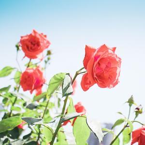 48个幸福感爆棚的英语故事 by 落羽听雪