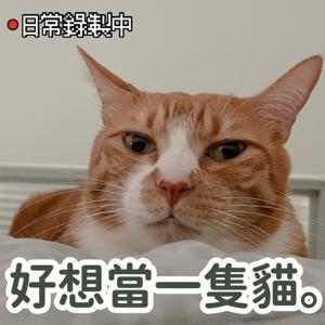 好想當一隻貓 by 海海/芳齊/葛老師